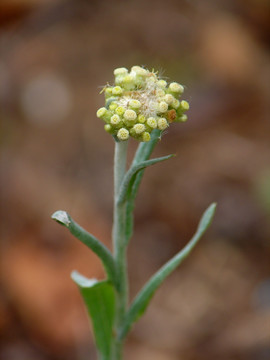 鼠麴草花冠