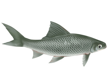 鯪魚