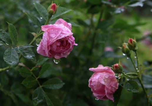 雨中蔷薇花