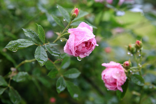 雨中蔷薇花