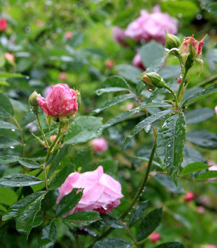 雨中蔷薇花