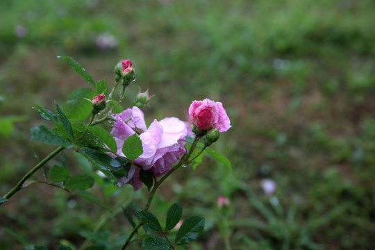 雨中蔷薇花