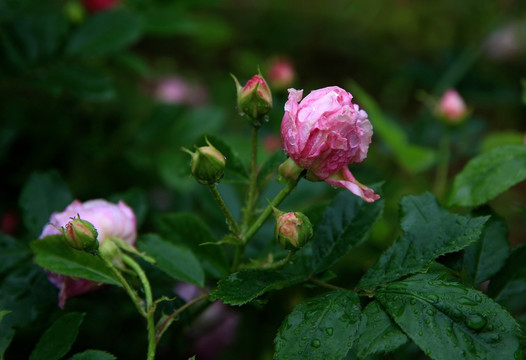 雨中蔷薇花