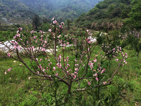 开满枝头的桃花