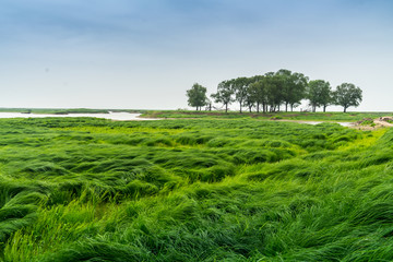 草原湿地