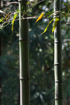 竹子 竹节