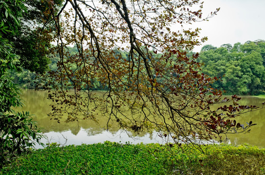 森林公园 木勒榄仁 湿地