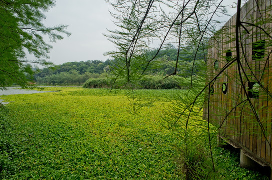 森林公园 湿地