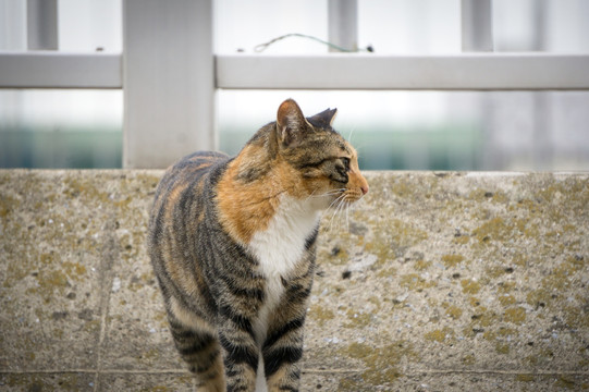 小猫 野猫