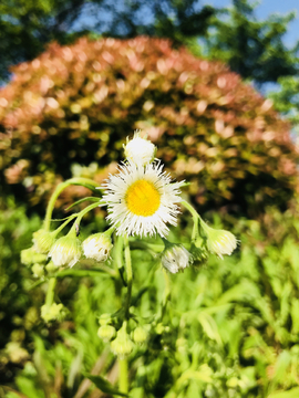 野菊花