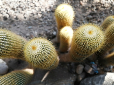 仙人掌
