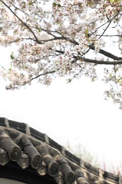 庭院樱花 樱花树