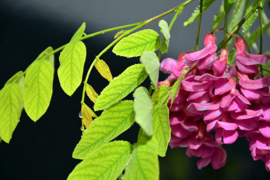 紫槐花