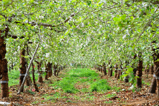 春天 苹果树 苹果园 苹果地