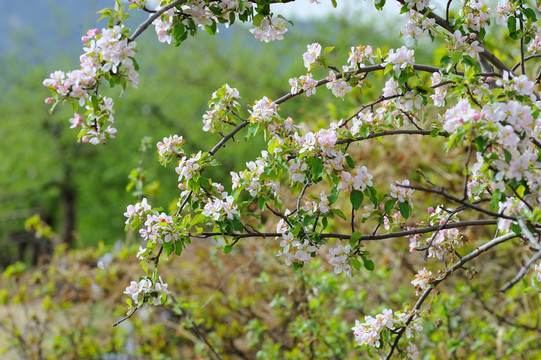 苹果开花