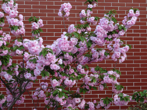 樱花盛开砖墙背景
