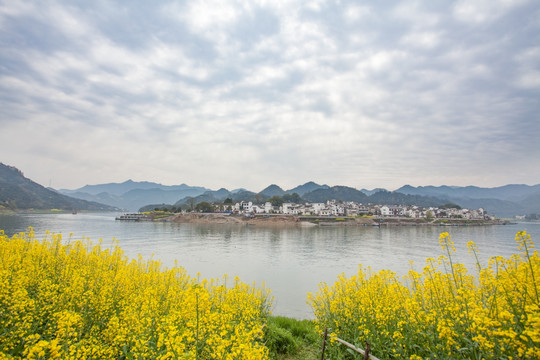 新安江山水画廊 油菜花 河流