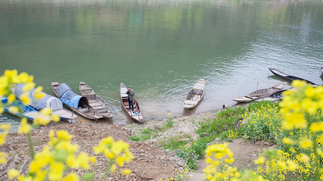 新安江山水画廊 油菜花 小船