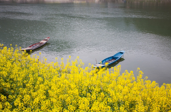 新安江山水画廊 油菜花 小船