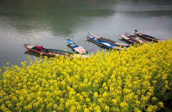 新安江山水画廊 油菜花 小船