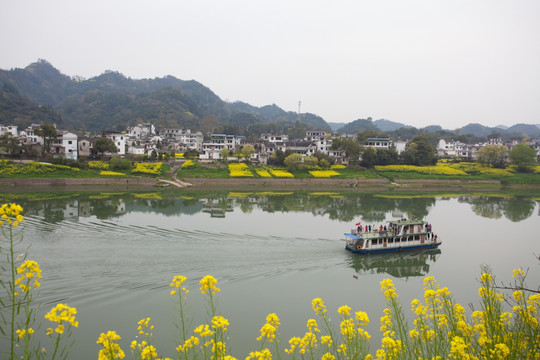 新安江山水画廊 油菜花 小船