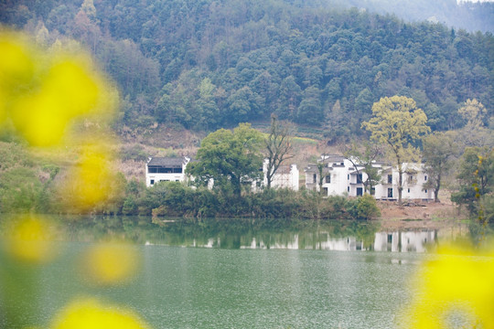 新安江山水画廊 油菜花 河流