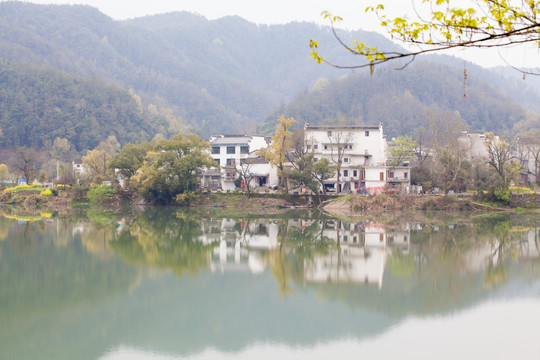 新安江山水画廊 油菜花 河流