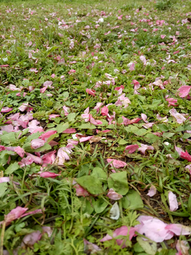 落花草地