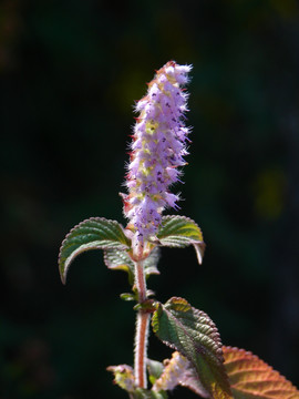 唇形科药用植物香薷紫色花朵