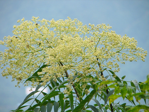 芸香科药用植物小花花椒