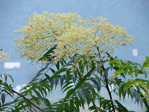 芸香科药用植物小花花椒