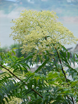 芸香科药用植物小花花椒