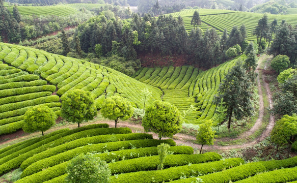 高山茶园