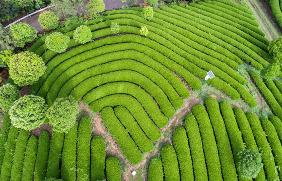 茶园风光