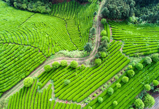 高山茶园