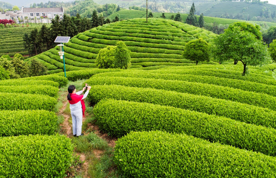 高山茶园