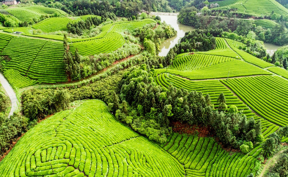 高山茶园