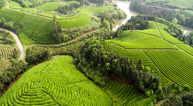 高山茶园