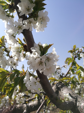 李子花