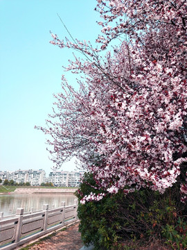 李花 桃李 花卉