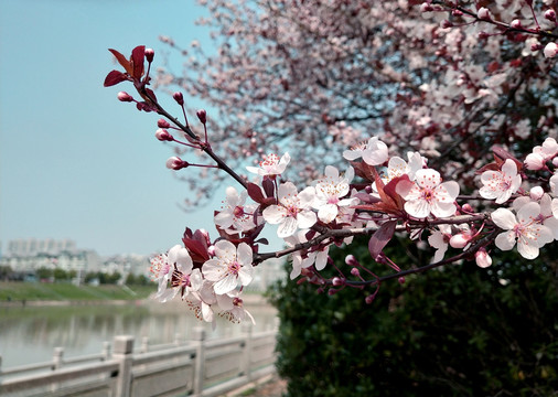 李花 春天