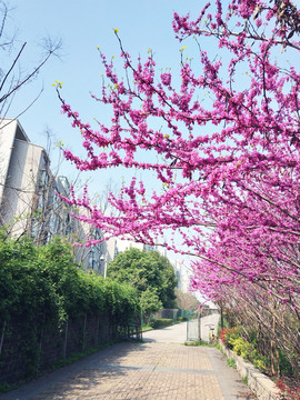 紫荆花 花枝 路