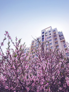 桃花树