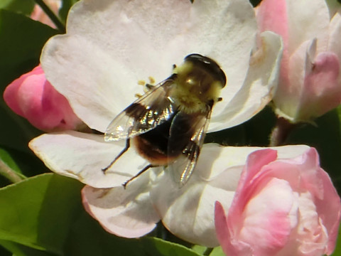 勤劳的蜜蜂 采花蜜