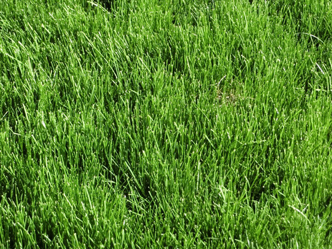 草皮 绿草坪 草地素材