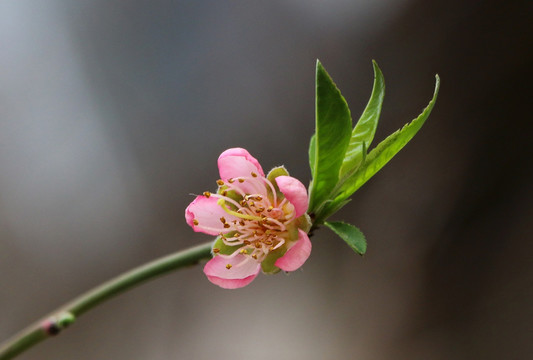 桃花