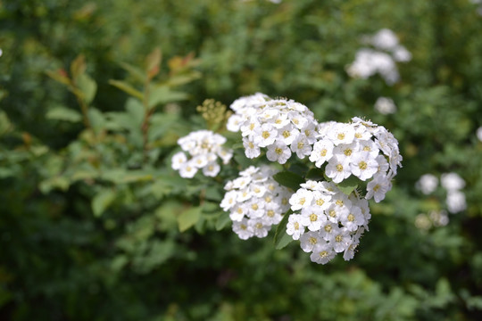 小白花