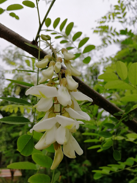 刺槐花