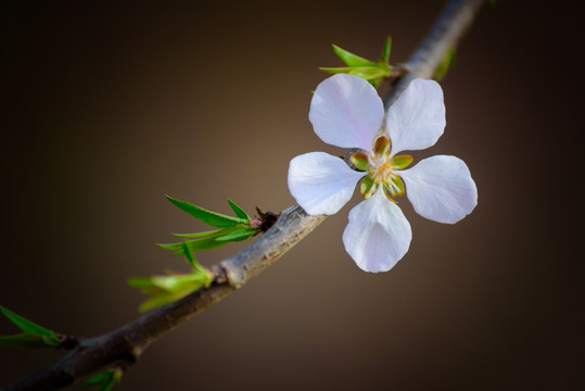 桃花 梅花