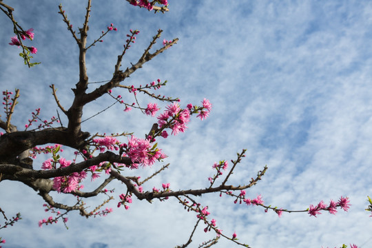 桃花 桃树